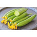 WILD CUCUMBER 1 KGS WILD CUCUMBER 1 KGS
