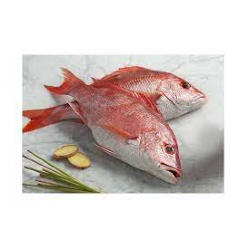 RED SNAPPER MARINATED DOHA KG RED SNAPPER MARINATED DOHA KG
