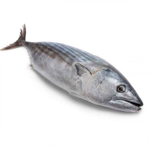 Fresh Tuna Fish Small - 1Kg (Approx)  Fresh Tuna Fish Small - 1Kg (Approx)