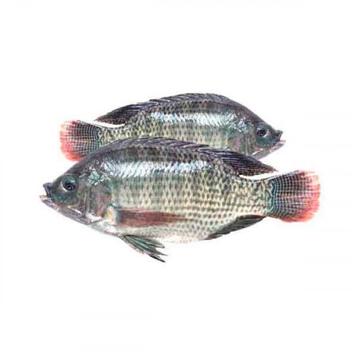 Fresh Egyptian Tilapia Big - 1Kg (Approx)  Fresh Egyptian Tilapia Big - 1Kg (Approx)