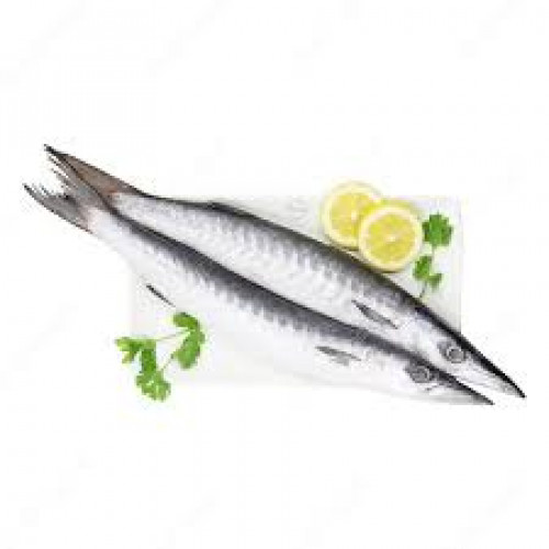 BARRACUDA FISH BIG QATAR KG BARRACUDA FISH BIG QATAR KG